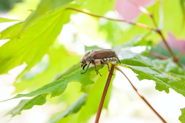 European beetle pest - common cockchafer (melolontha) also known as a May bug or Doodlebug eating maple green leaves..