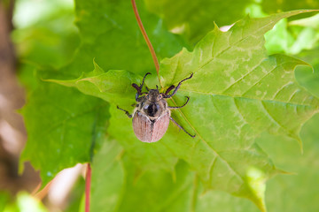 European beetle pest - common cockchafer (melolontha) also known as a May bug or Doodlebug eating maple green leaves..