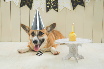 Cute pembroke corgi wearing birthday hat and festive cupcake