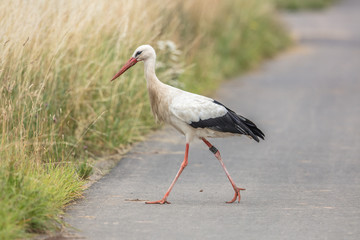 storch auf wanderschaft