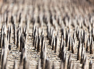 Metal stakes as background