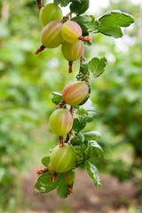Branch of gooseberry with green berries and leaves in the garden..