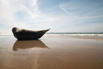 Seal or sea dog relax at the Grenen beach near Skagen in Denmark 2017