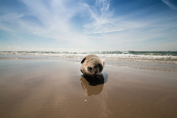 Seal or sea dog relax at the Grenen beach near Skagen in Denmark 2017