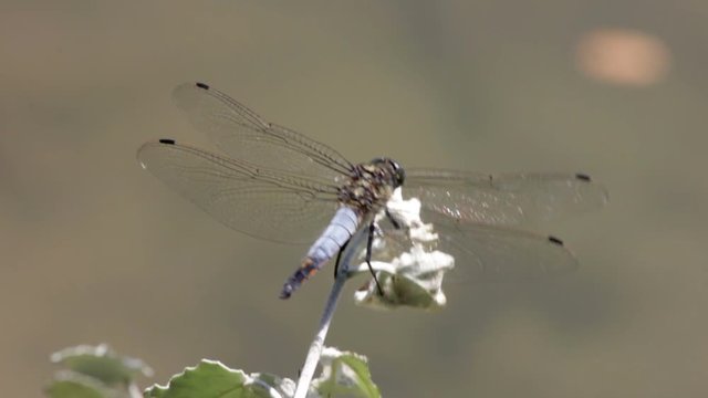 Macro picture of dragonfly on the leave. Dragonfly in the nature. Dragonfly in the nature habitat. Beautiful nature scene.