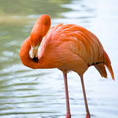 Pink flamingo on a pond in nature