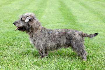 Irish Glen of Imaal Terrier on the green grass