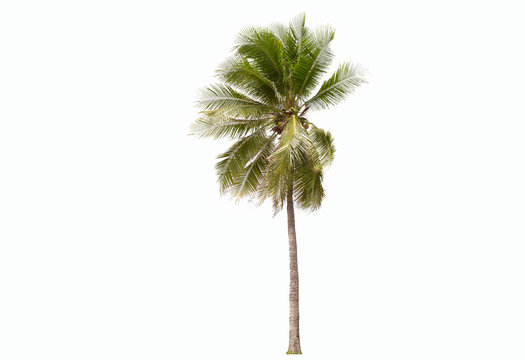 Coconut  tree isolated on a white background.