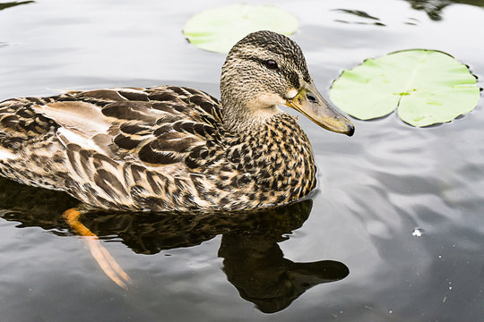 Stockente vor Seerosenblatt