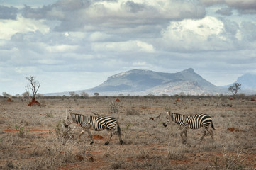 Fototapeta na wymiar Two zebras walking in savanna.