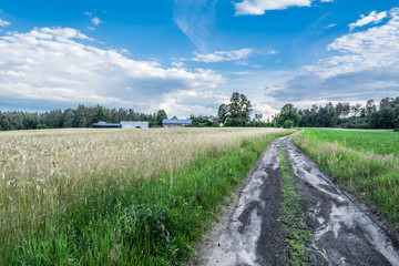 Fototapeta na wymiar Farmland road with crops on field, landscape