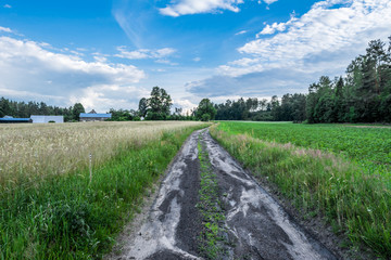 Fototapeta na wymiar Farmland road with crops on field, landscape
