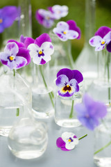 pansy flowers in chemical glassware, table decoration in garden
