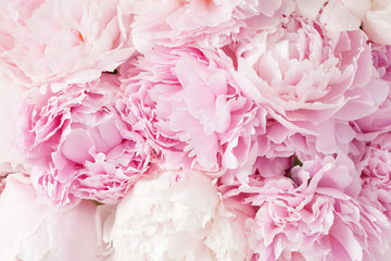 beautiful pink peony flower background - obrazy, fototapety, plakaty