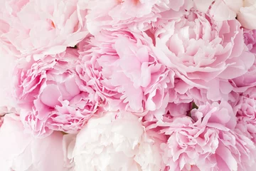 Gartenposter schöner rosa pfingstrosenblumenhintergrund © Olga Miltsova