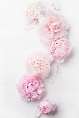 beautiful pink peony flower background