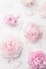 beautiful pink peony flower background