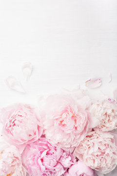 Fototapeta beautiful pink peony flower background