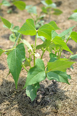 Green Beans
