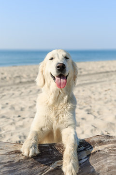 Happy Golden Retriever playing at the beach