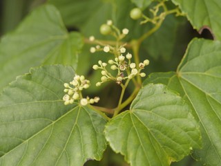 テリハノブドウ