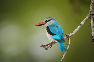 Close-up, isolated Woodland kingfisher, Halcyon senegalensis, african bright blue colored kingfisher perched on twig against green, blurred background. Side view, South Africa, Kruger park.