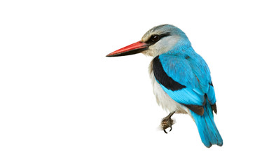 Close-up, Woodland kingfisher, Halcyon senegalensis, african bright blue colored kingfisher isolated on white background. South Africa, Kruger park.
