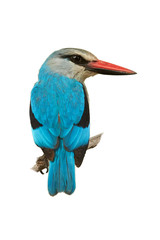 Close-up, Woodland kingfisher, Halcyon senegalensis, african bright blue colored kingfisher isolated on white background. Vertical photo, South Africa, Kruger park.