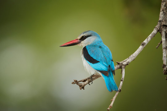 Close-up, isolated Woodland kingfisher, Halcyon senegalensis, african bright blue colored kingfisher perched on twig against green, blurred background. Side view, South Africa, Kruger park.