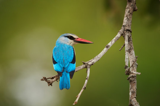 Close-up, isolated Woodland kingfisher, Halcyon senegalensis, african bright blue colored kingfisher perched on twig against green, blurred background. Side view, South Africa, Kruger park.