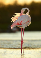 Vertical photo of  Greater flamingo, Phoenicopterus roseus in backlight against dark background. Backlit flamingo standing in gold sparkling water. Silhouette of flamingo. Spring, Camargue, France.  © Martin Mecnarowski