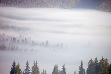 fir trees on a meadow down the will to coniferous forest in foggy mountains