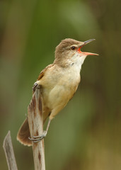 Close-up,vertical portrait of singing bird, Great Reed-Warbler, Acrocephalus arundinaceus, in...