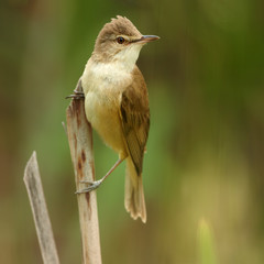 Close-up,vertical portrait of singing bird, Great Reed-Warbler, Acrocephalus arundinaceus, in beautiful composition, in its typical environment against blurred reed in background. Springtime, Europe. 