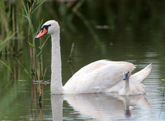 Mother swan with cygnet floating on the lake, family, parent with chick.