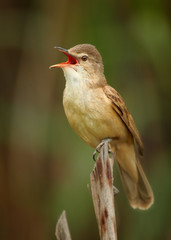 Close-up,vertical portrait of singing Great Reed-Warbler, Acrocephalus arundinaceus, in beautiful composition, in its typical environment against blurred reed in background. Springtime, Europe. 