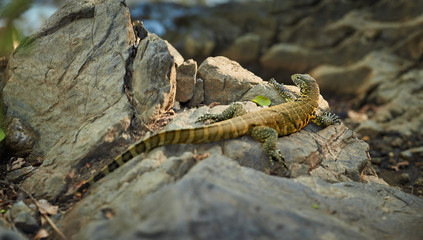 Wild Nile Monitor, Varanus niloticus, colorful lizard running on rock in typical east african environment against dark background. Wildlife photography, side view, Kruger, South Africa. 