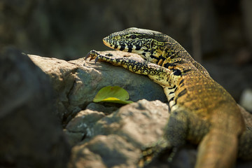 Portrait of wild Nile Monitor, Varanus niloticus, colorful lizard lying on rock against dark...