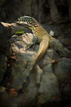 Vertical photo of isolated, wild Nile Monitor, Varanus niloticus lying on rock against dark background. Rear view,  South Africa.