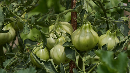 green tomato in the garden