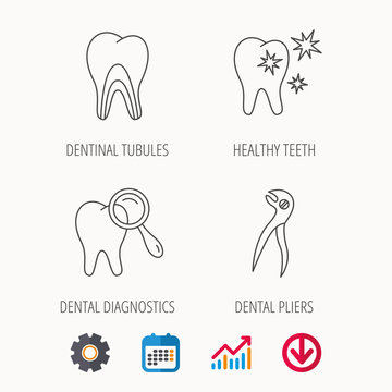 Healthy teeth, dentinal tubules and pliers icons. Dental diagnostics linear sign. Calendar, Graph chart and Cogwheel signs. Download colored web icon. Vector