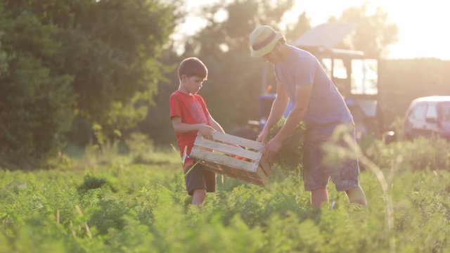 Farmer with children harvesting organic carrot crop on the field of eco farm.