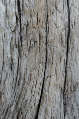 The texture of the gray old wood with cracks.