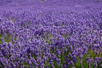 Obraz premium The lavender farm in the summertime.