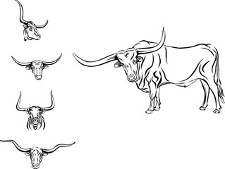buffalo, bull, head, horns, vector, picture, longhorn