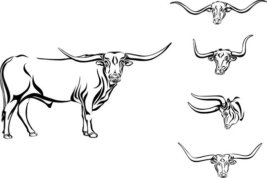 buffalo, bull, head, horns, vector, picture, longhorn