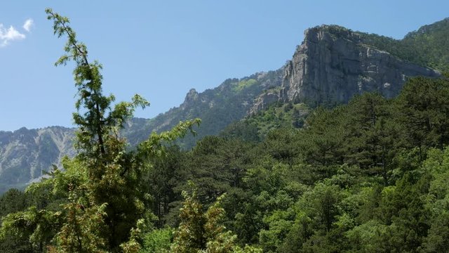 Mountain vegetation on a background of mountains on a briht sanny day