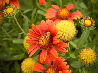 Bee looking for pollen in flower.