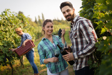 People harvesting grapes at winegrower vineyard