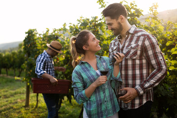 Obraz premium People harvesting grapes at winegrower vineyard